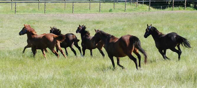 Aceland Stud Farm